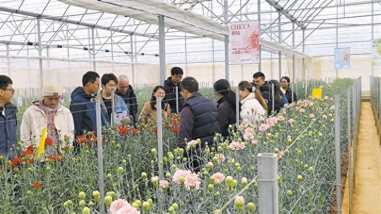 150多个康乃馨新品种惊艳亮相，你见过几个？  第1张