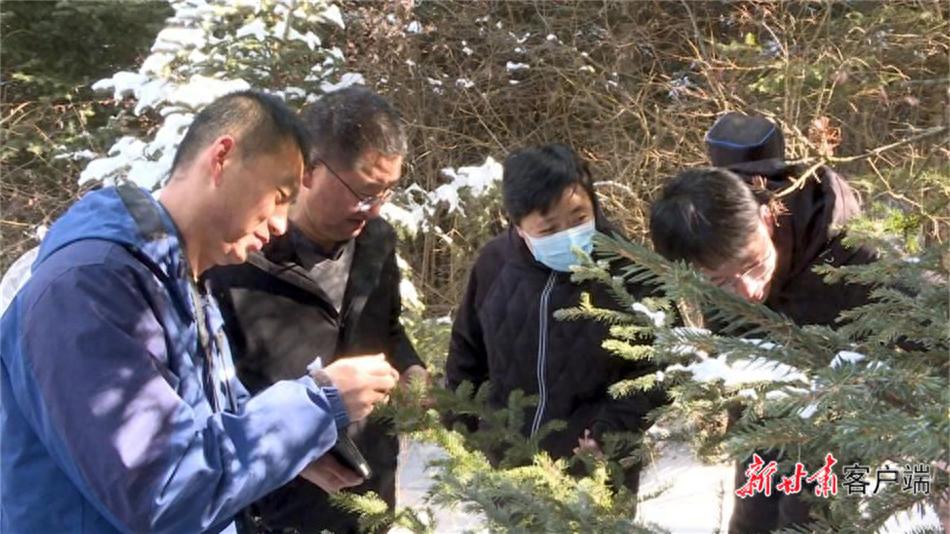 张强如何从初到甘南的困境中崛起，成为守护绿水青山的林业工程师？  第1张