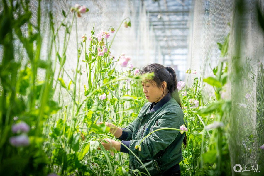 上海新农人雷利锋如何用香豌豆在上海闯出一片天？看看她的2000平方米温室奇迹  第3张