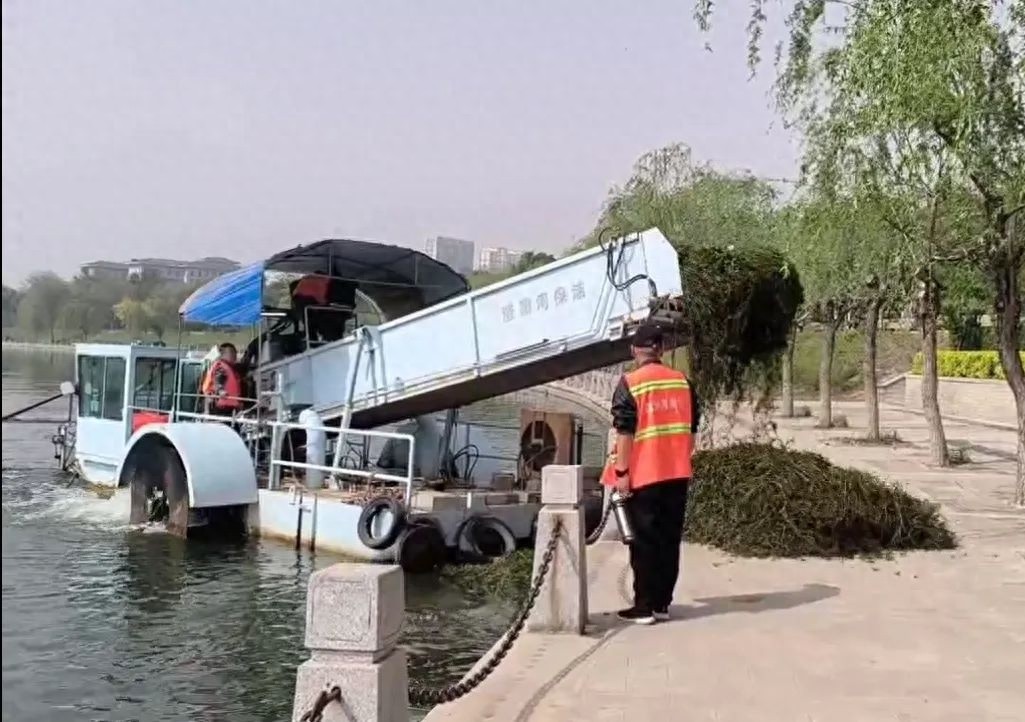 滏阳河水草泛滥成灾？市城管局紧急启动专项清理行动