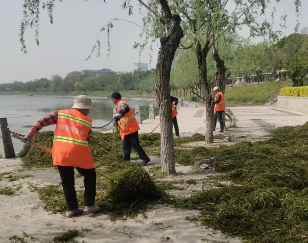 滏阳河水草泛滥成灾？市城管局紧急启动专项清理行动  第2张