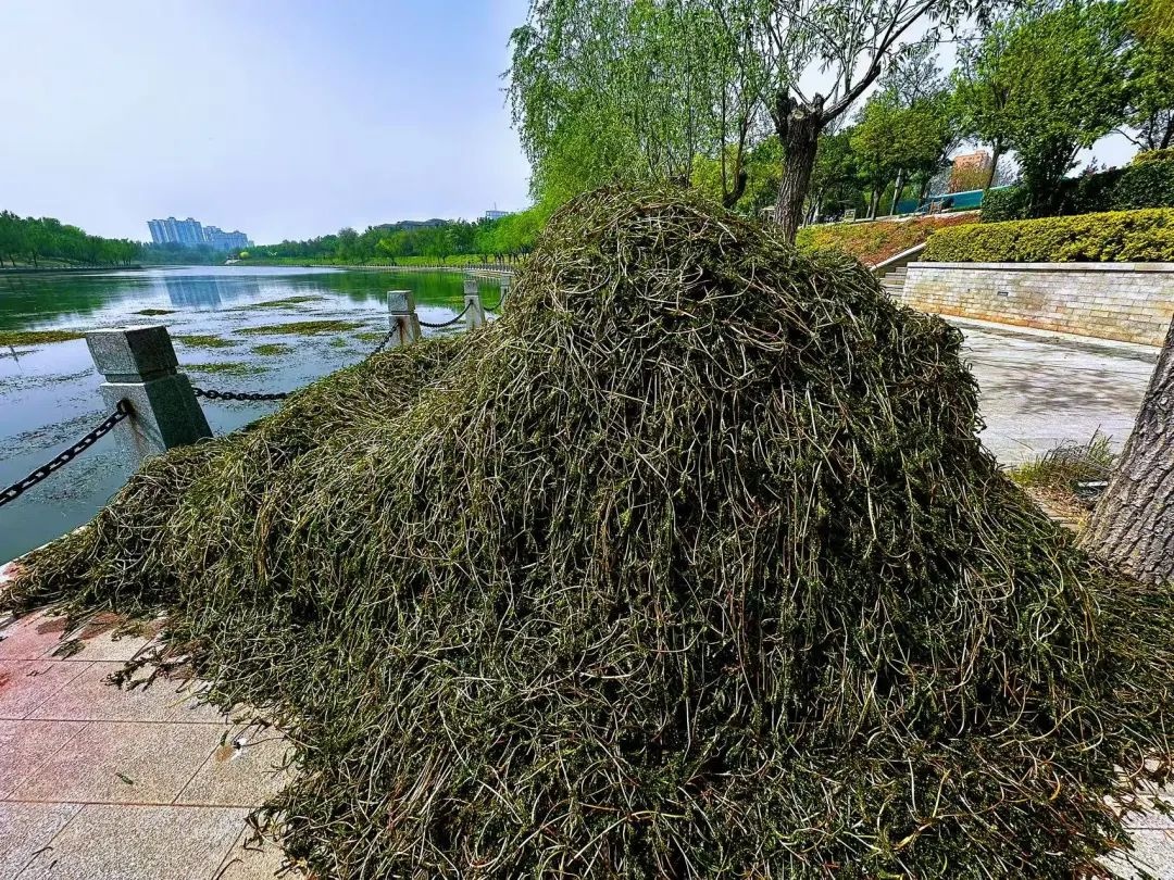 滏阳河水草泛滥成灾？市城管局紧急启动专项清理行动  第3张