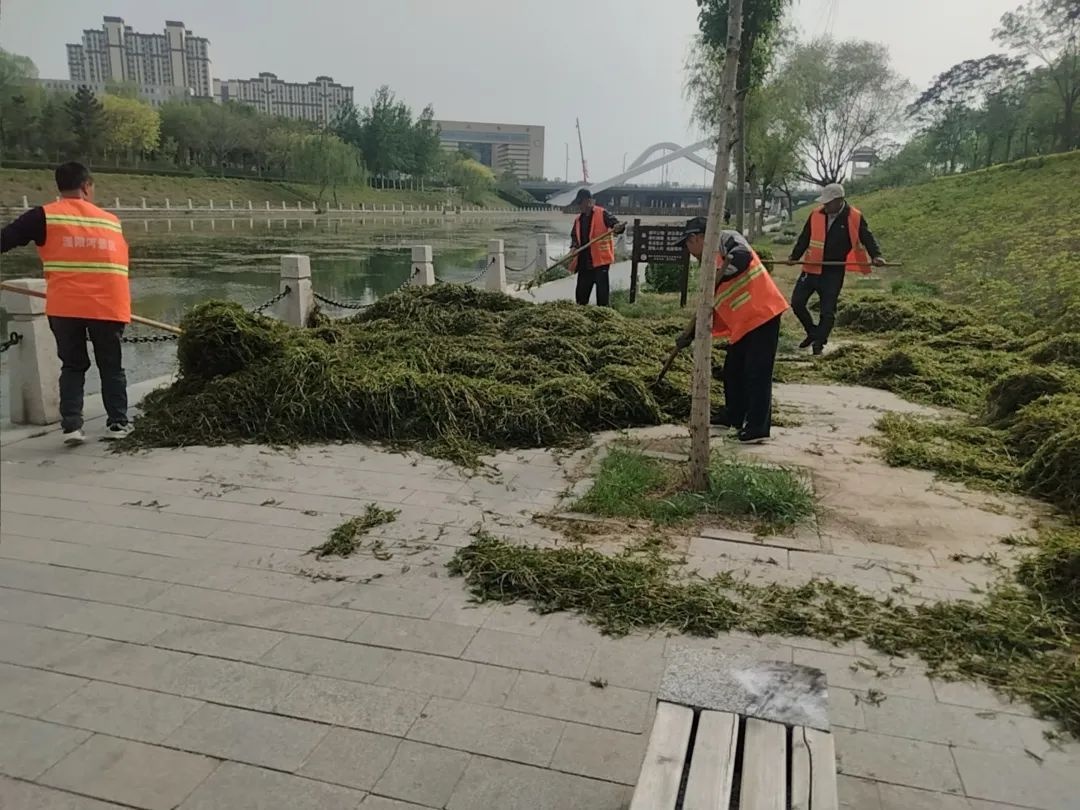 滏阳河水草泛滥成灾？市城管局紧急启动专项清理行动  第4张