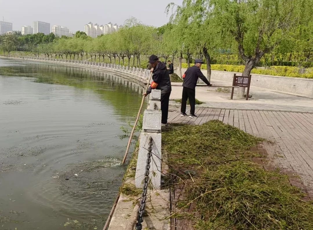 滏阳河水草泛滥成灾？市城管局紧急启动专项清理行动  第5张
