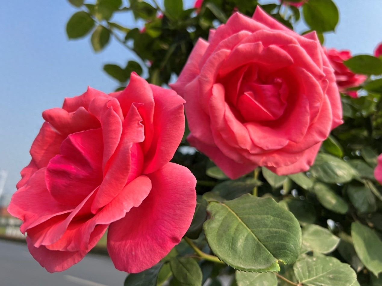 合肥高新区惊现彩虹花海！这条路上堵车也能心情变好？
