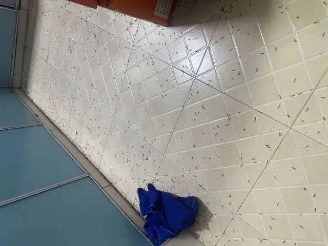 你家墙角藏着白蚁王国？专家警告：这些迹象千万别忽视  第3张