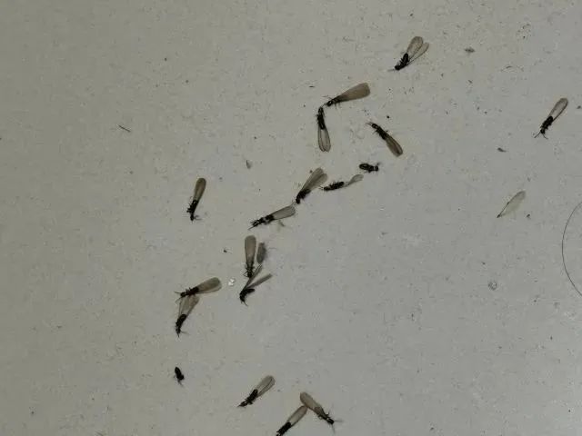 你家墙角藏着白蚁王国？专家警告：这些迹象千万别忽视  第4张