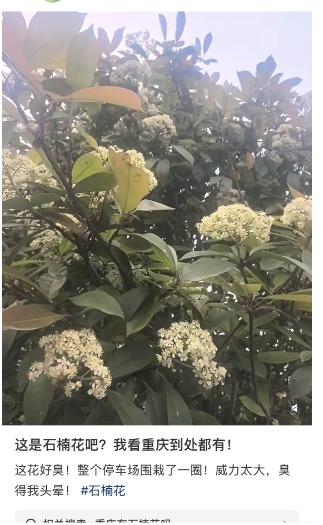 重庆街头惊现臭名昭著石楠花！这味道究竟有多上头？  第2张