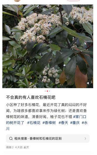 重庆街头惊现臭名昭著石楠花！这味道究竟有多上头？  第3张