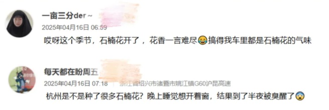 重庆街头惊现臭名昭著石楠花！这味道究竟有多上头？  第5张