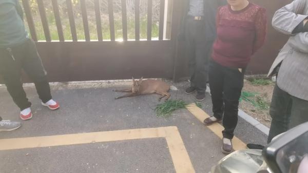 西安民警暖心救助3只国家保护动物！你见过这样的和谐画面吗？  第3张