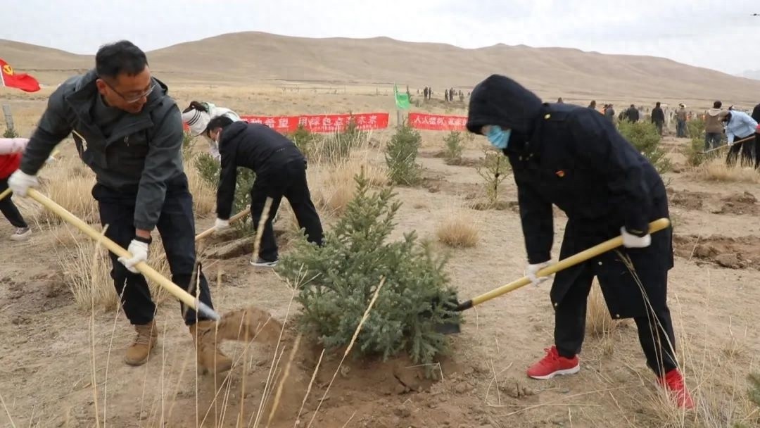 海拔2600米！200余人顶风冒雪植树，半天种下千棵松苗，你愿意加入吗？