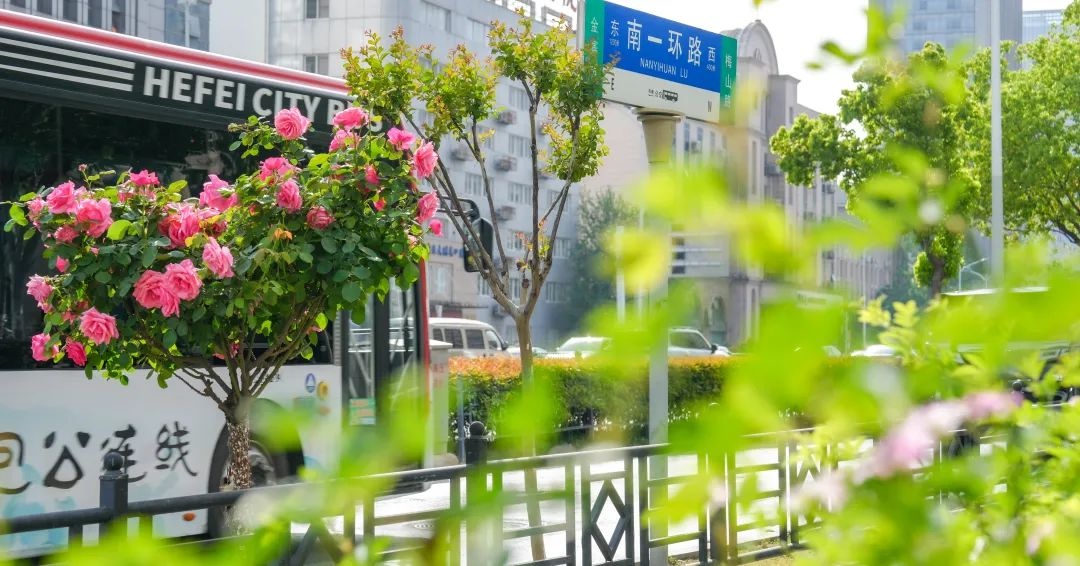 蜀山月季盛放！上班路上竟能邂逅30天花期的小公主？  第10张