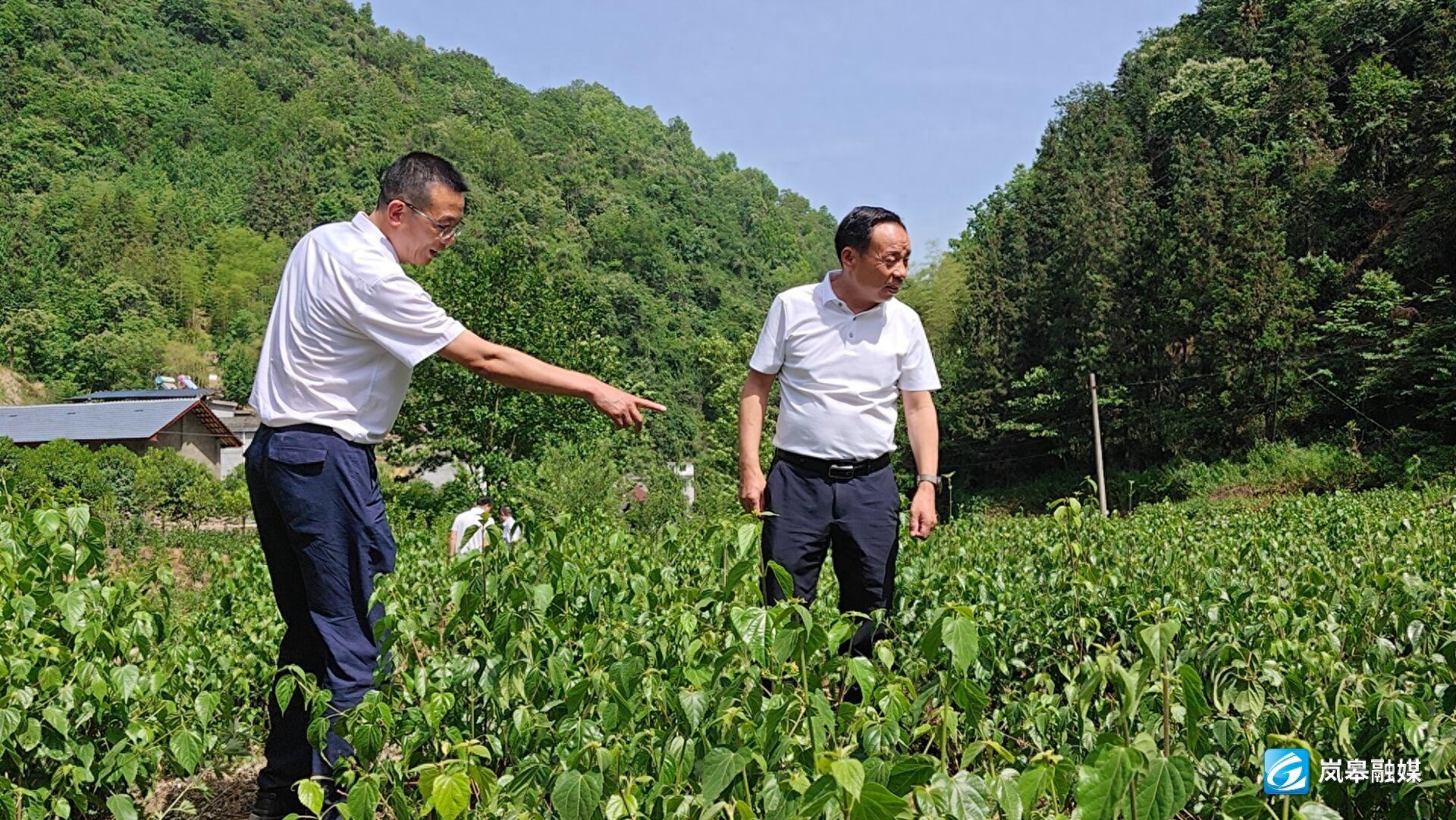5月18日岚皋县委书记魏小林调研督导，这些工作关乎民生？