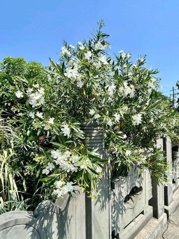 美丽夹竹桃竟藏致命危险？河南赵先生因它中招！你还敢碰吗？