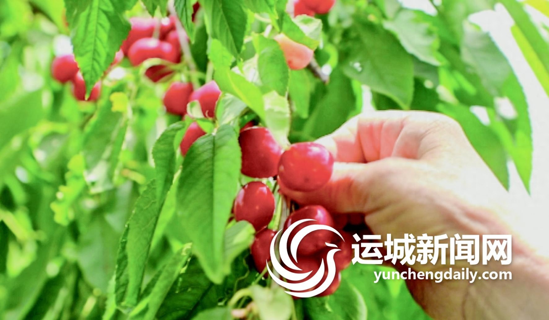 初夏运城樱桃红！从临猗到垣曲，这致富链有多牛？