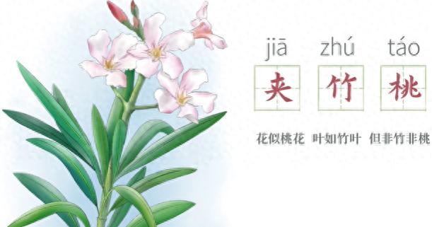 春夏之交艳丽绽放的它竟全株有毒！你还敢轻易靠近吗？  第1张