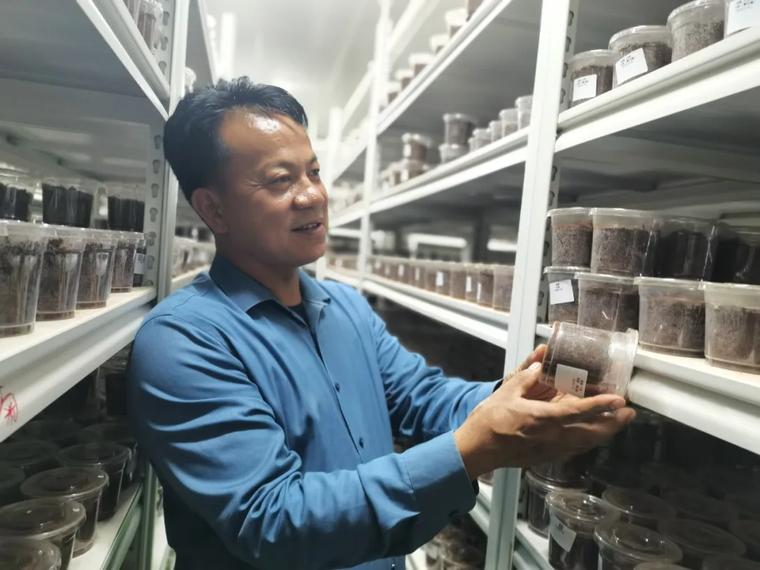 丽江这家公司竟能大量培育鸡枞菌圃？2025年目标15万巢  第2张