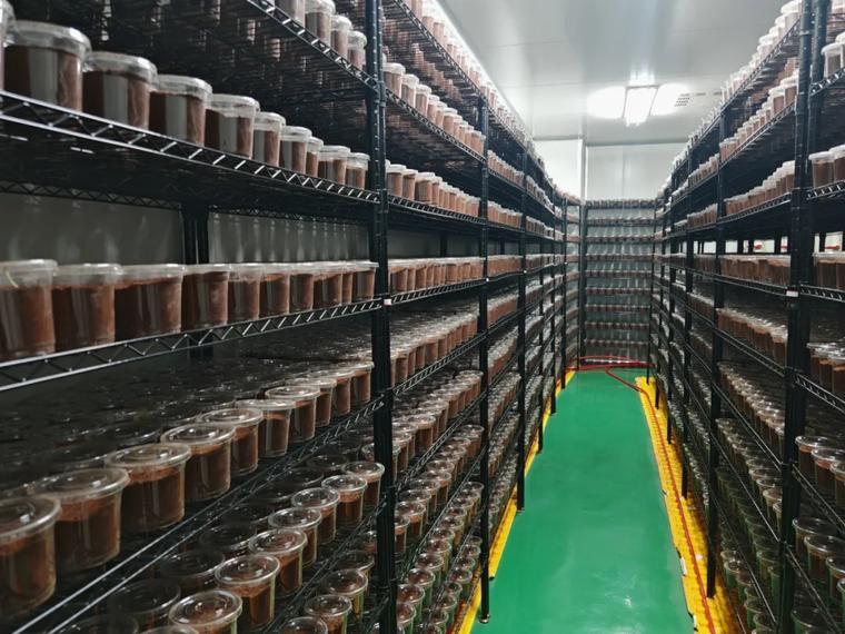 丽江这家公司竟能大量培育鸡枞菌圃？2025年目标15万巢  第4张