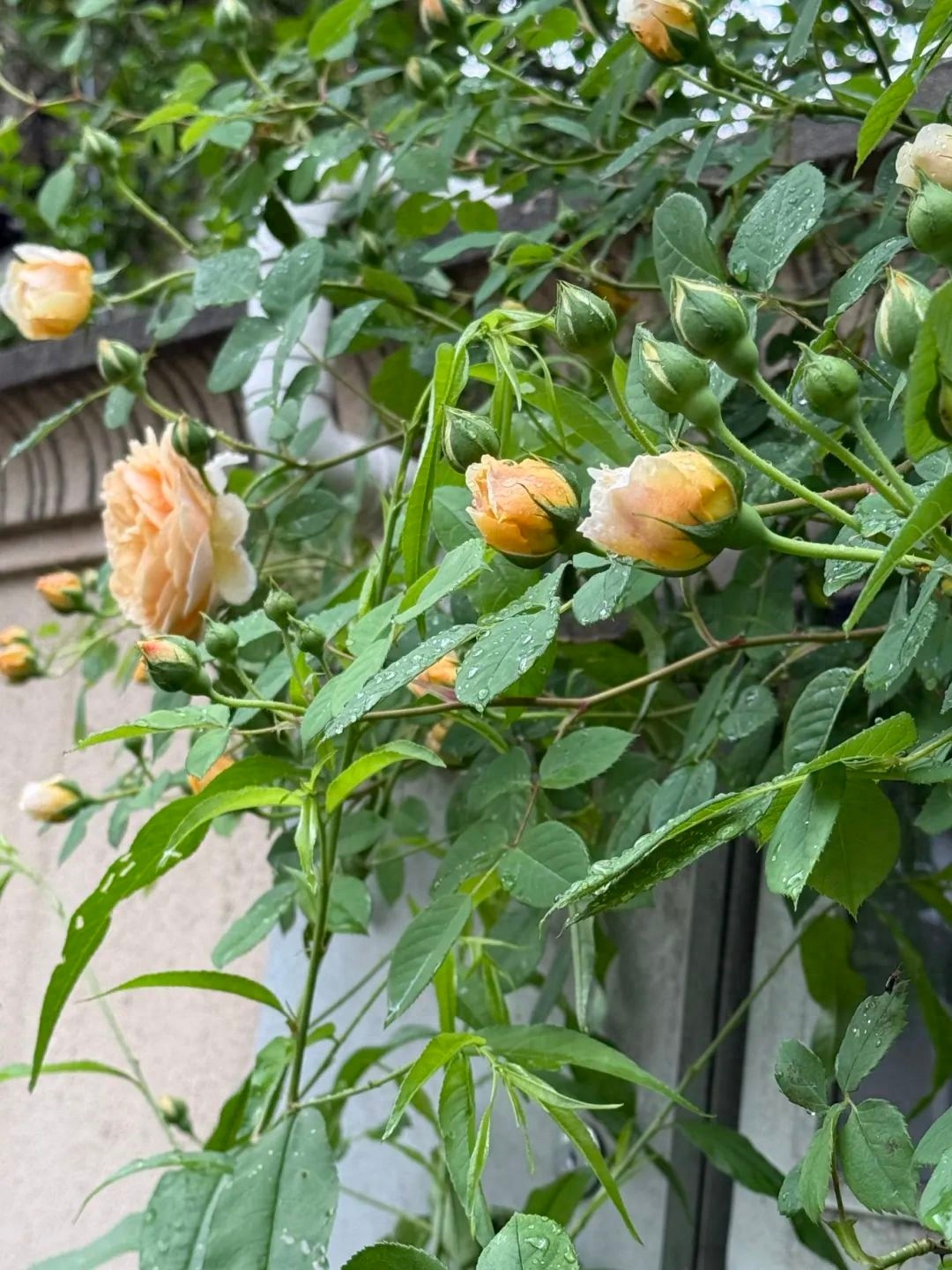 诸暨未来一周雨水轮番登场！出门不带雨具能行吗？