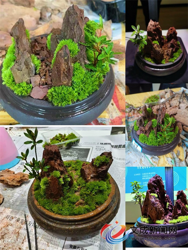 5月18日文成这场苔藓微景观制作培训大赛，你参加了吗？  第3张