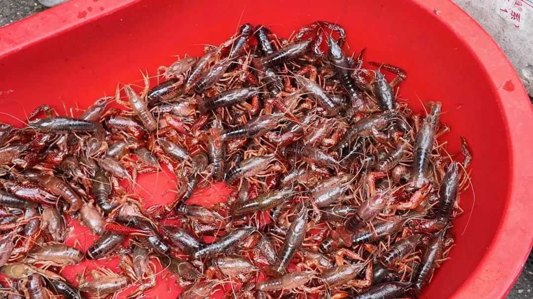 昔日夜宵顶流小龙虾价格跳水！如今为何如此便宜？  第2张