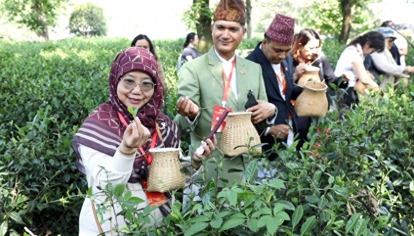 外国友人共采小茶叶！2025 茶博会庐江行，感受啥魅力？  第1张