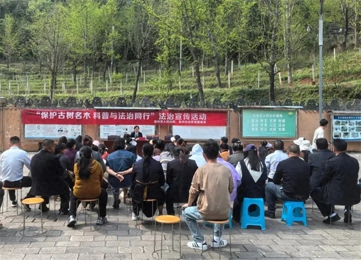 贵州古树保护新条例施行！3000余株古银杏如何摆脱被破坏命运？
