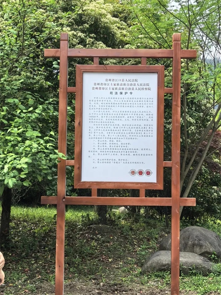 贵州古树保护新条例施行！3000余株古银杏如何摆脱被破坏命运？  第2张