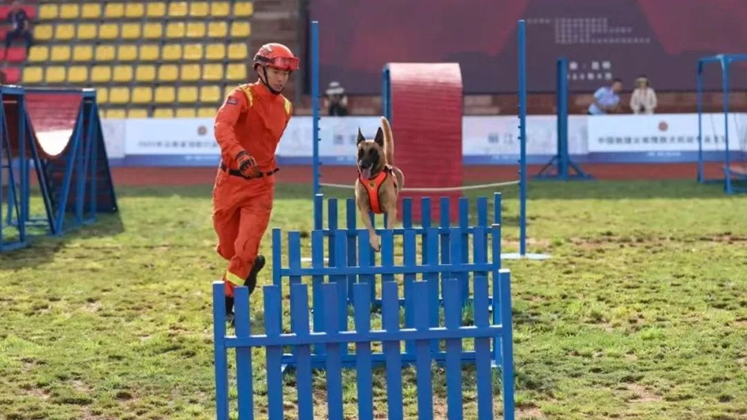 搜救犬追风与训导员谢松伟的默契配合，如何在比武中脱颖而出？  第3张