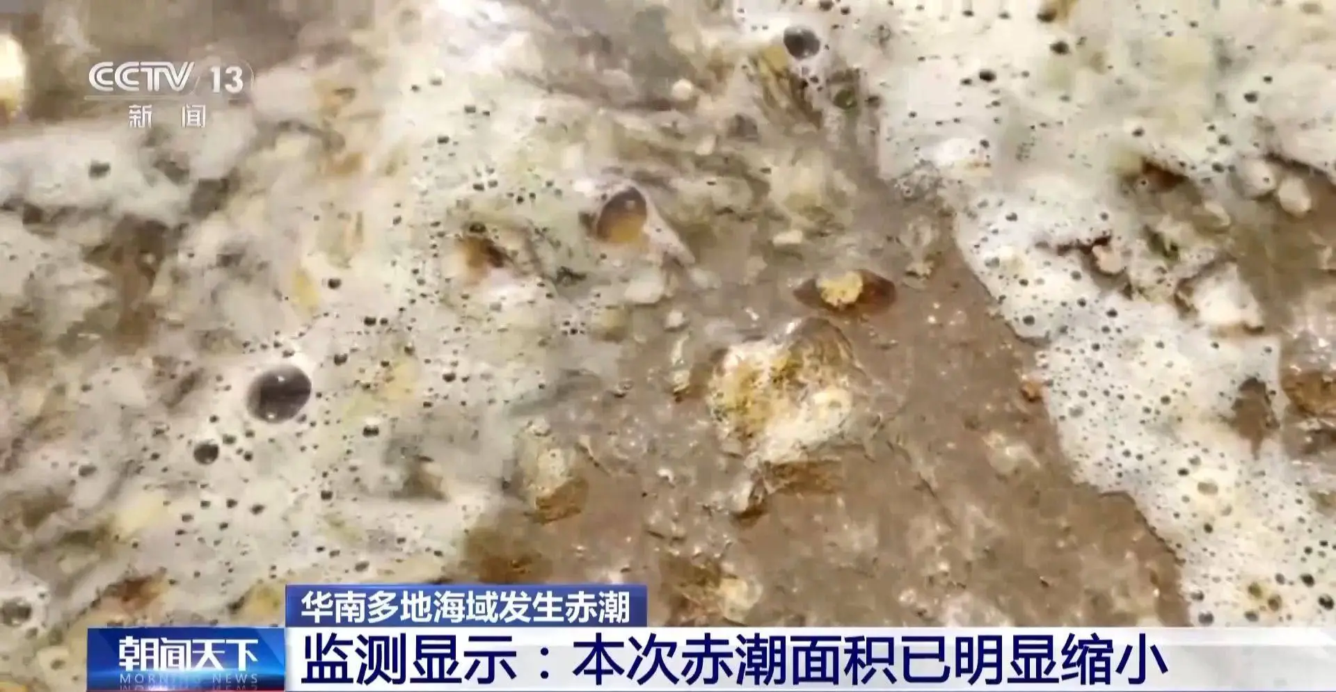华南沿海赤潮持续一个月，球形棕囊藻为何如此猖獗？