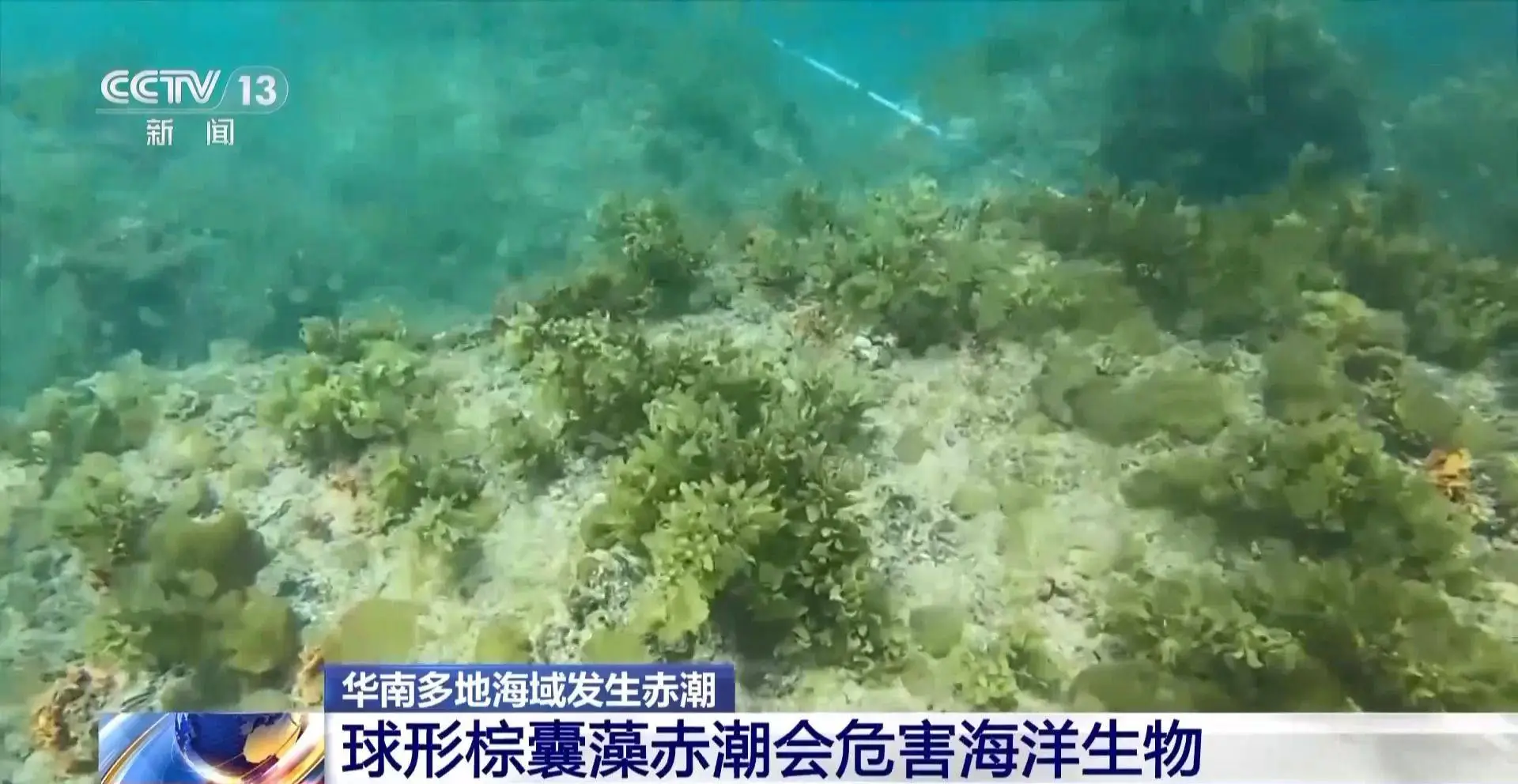 华南沿海赤潮持续一个月，球形棕囊藻为何如此猖獗？  第3张