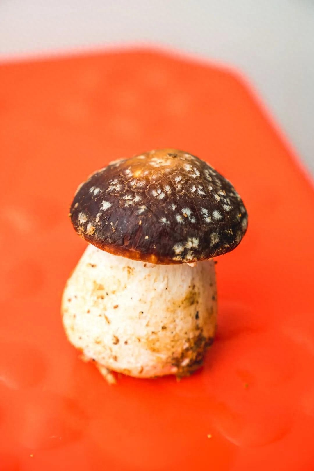 黄陂年货新宠赤松茸，鲜掉眉毛的美味你尝过了吗？