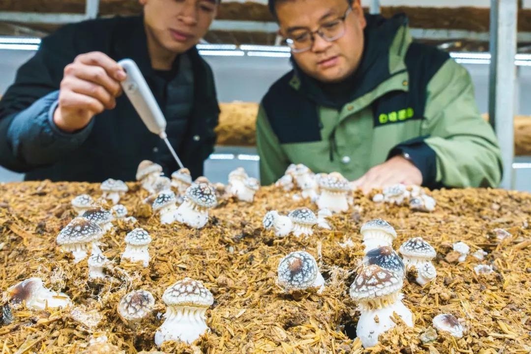 黄陂年货新宠赤松茸,鲜掉眉毛的美味你尝过了吗? 第2张 黄陂年货新宠赤松茸,鲜掉眉毛的美味你尝过了吗? 第2张