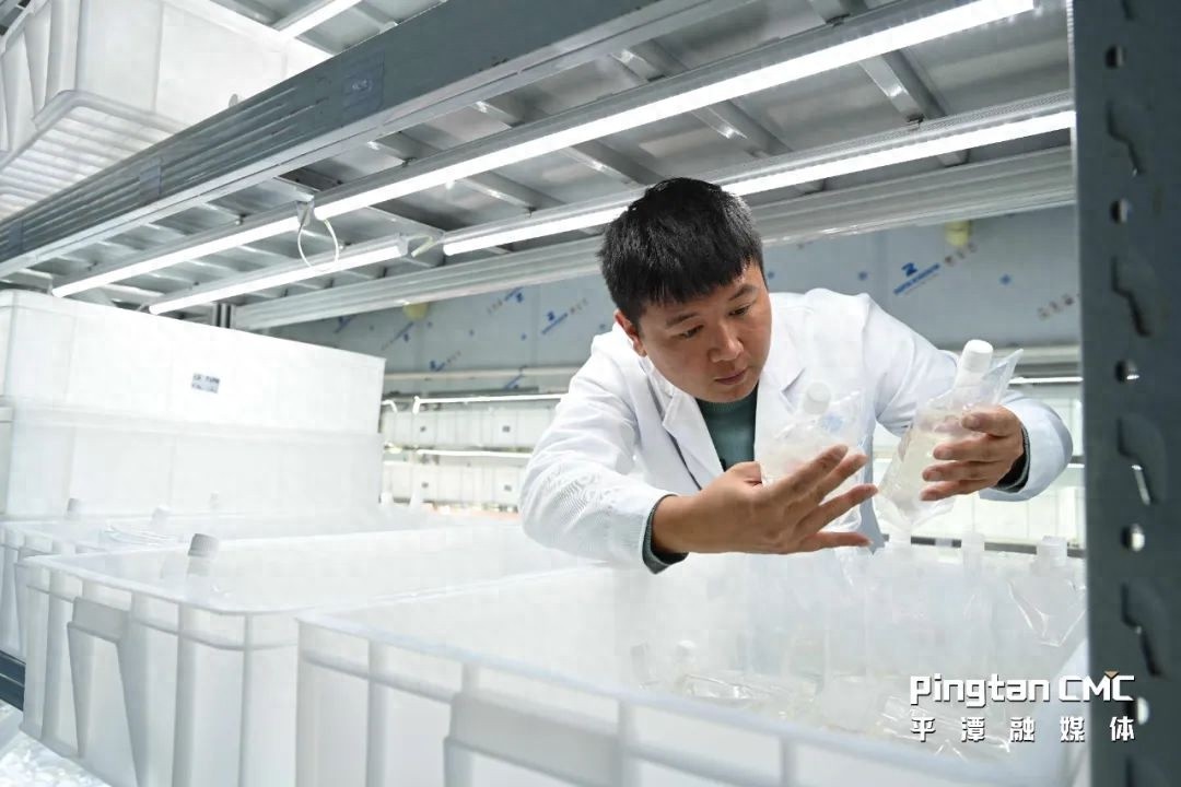 人工培育蓝眼泪，浪漫奇观随时赏！你准备好体验这场梦幻之旅了吗？