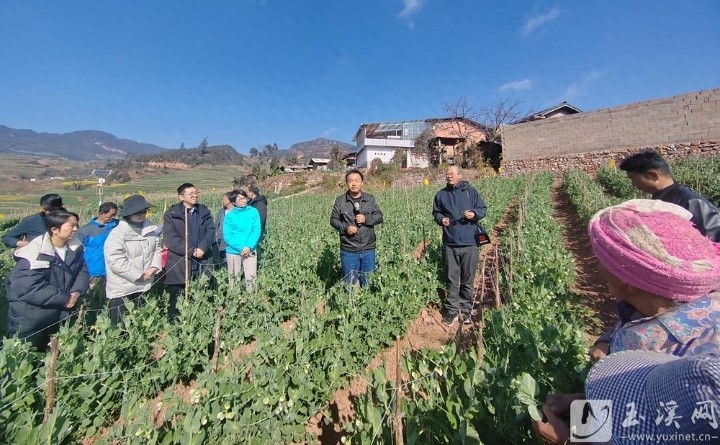 鲜食豌豆种植如何让2.7万户农户年增收4000元？专家现场揭秘