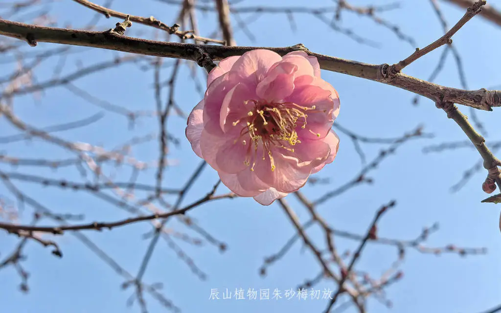 上海辰山植物园梅花提前绽放！今年赏梅季何时最佳？别错过这三大阶段