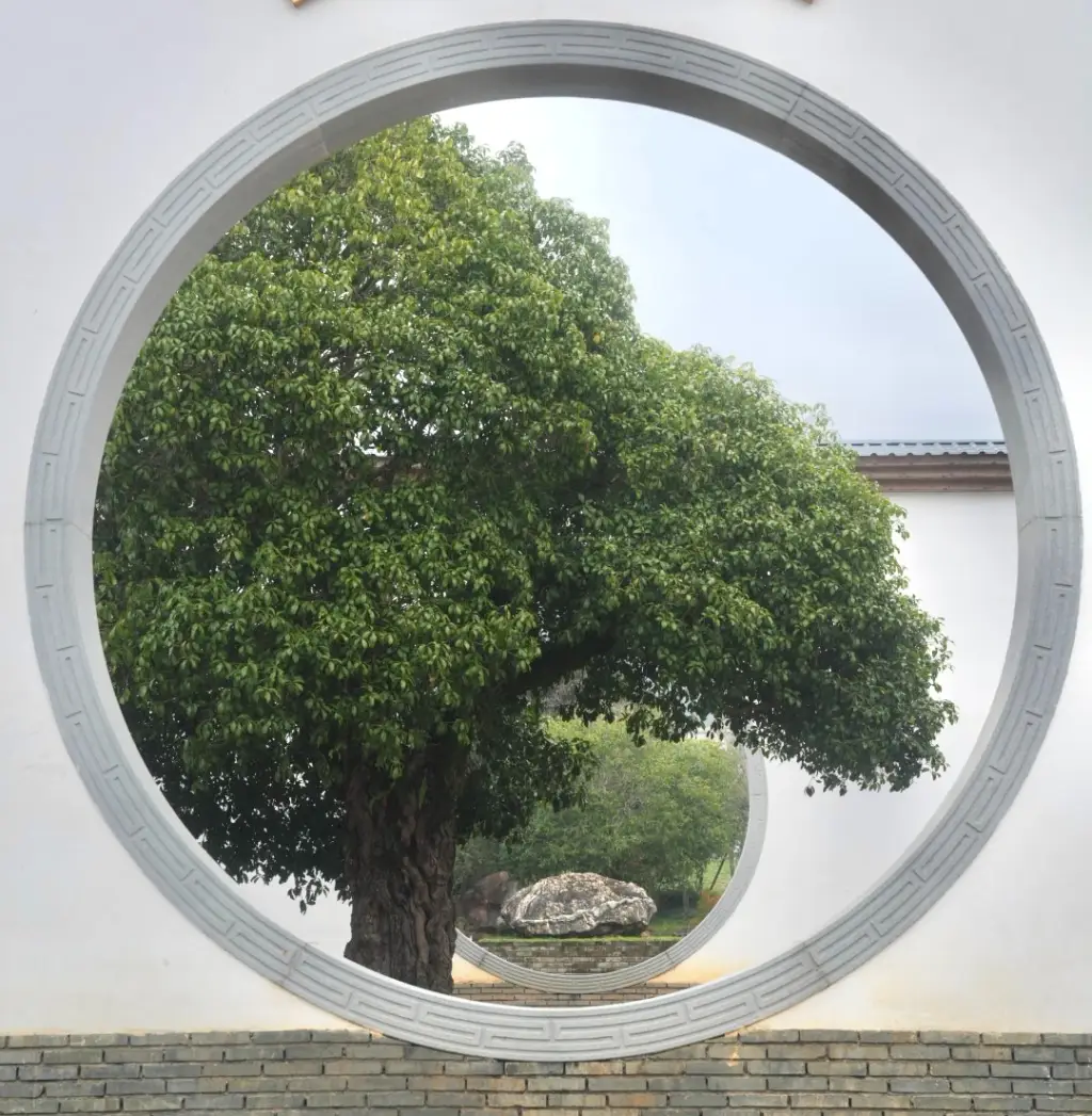 福建清流林畲镇：桂花飘香、茶园环绕，你准备好体验这份悠然自得了吗？
