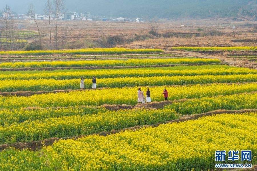 早春洱源：春耕与花海交织，你准备好迎接这场视觉盛宴了吗？  第6张