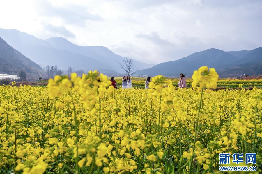 早春洱源：春耕与花海交织，你准备好迎接这场视觉盛宴了吗？  第8张