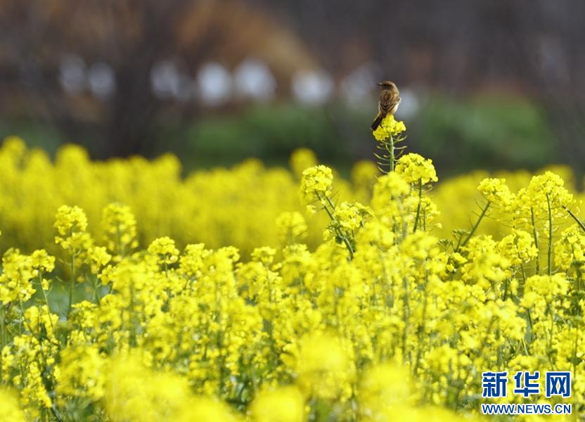 早春洱源：春耕与花海交织，你准备好迎接这场视觉盛宴了吗？  第9张