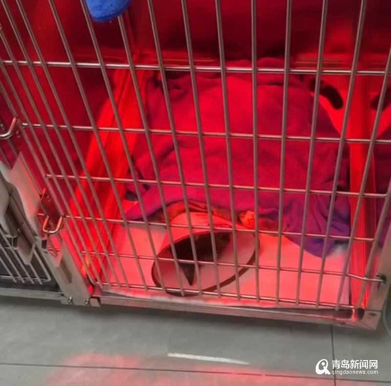 宠物医院绝育手术失误导致脾脏大出血，你的爱宠安全吗？  第2张