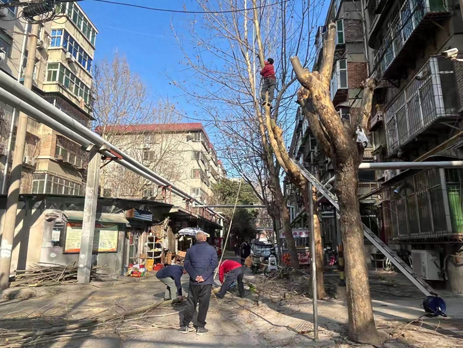 莲湖区惠民南坊社区居民为何纷纷点赞？树木修剪背后竟有这些暖心故事