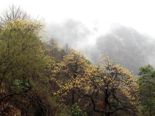 你知道吗？银缕梅——植物界的‘大熊猫’，为何如此珍贵？  第2张