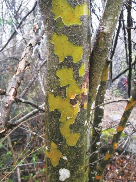 你知道吗？银缕梅——植物界的‘大熊猫’，为何如此珍贵？  第3张