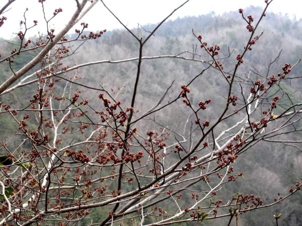 你知道吗？银缕梅——植物界的‘大熊猫’，为何如此珍贵？  第4张