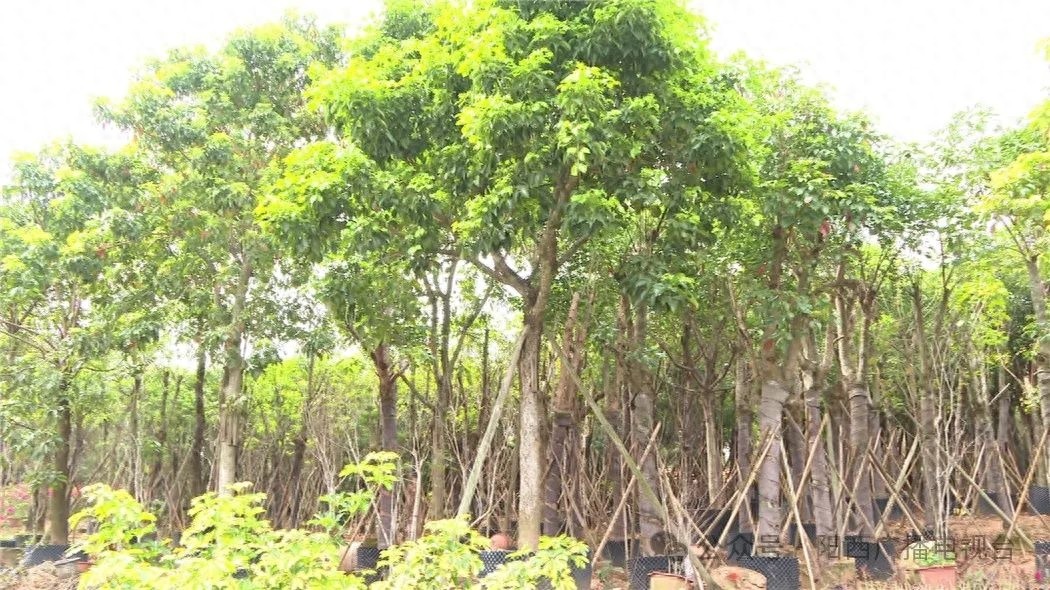 阳西县苗木市场为何如此火爆？揭秘今年植树节的绿色热潮