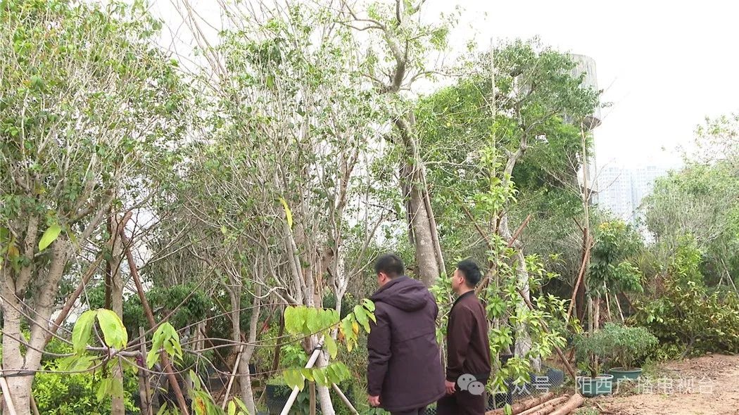 阳西县苗木市场为何如此火爆？揭秘今年植树节的绿色热潮  第3张