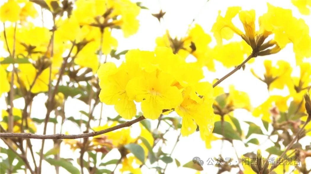 阳西县苗木市场为何如此火爆？揭秘今年植树节的绿色热潮  第4张