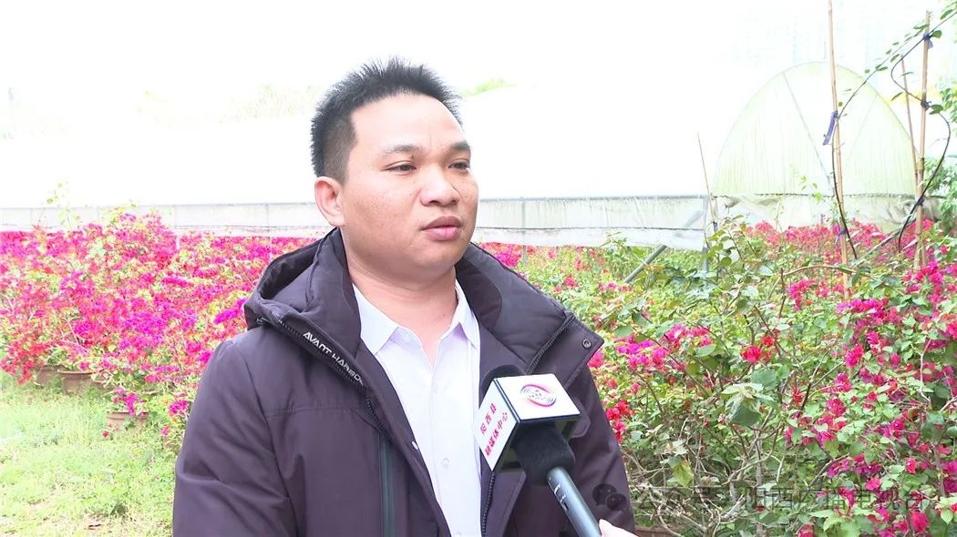 阳西县苗木市场为何如此火爆？揭秘今年植树节的绿色热潮  第5张